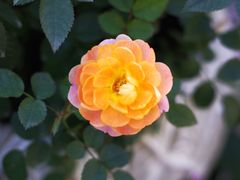 -大隐花事(熊婆婆的花园店)