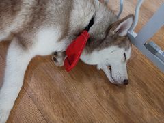 -Husky Go! 哈士奇体验馆·宠物咖啡厅狗咖