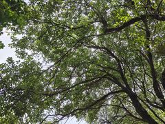 -中国科学院华南植物园