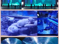-上海海昌海洋公园