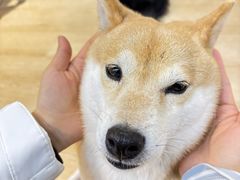 -南京Hallo宠物乐园·哈罗犬舍·柴犬繁育基地