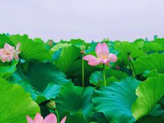 -梁鸿国家湿地公园