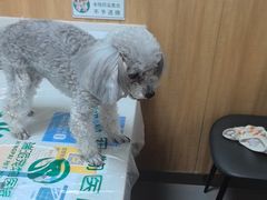 -瑞派宠物医院·24h·骨外科·皮肤科·全科宠物医疗转诊中心(沈阳浑南院)