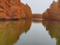 -上海海湾国家森林公园