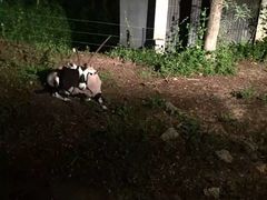 -清迈夜间动物园