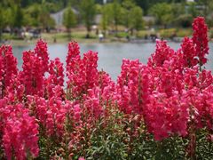 -上海植物园-4号门售票处
