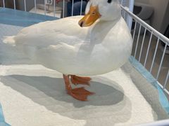 -怪兽屋·羊驼·猫咖·狗咖(俊华广场店)