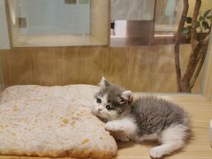 -屋虎猫馆(宝安大仟里店)