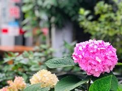 -217笋干馄饨
