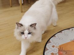 -有喵·猫咖·狗咖·30几只猫10只小狗(岗厦店)