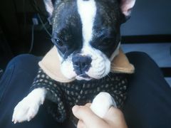 -猫狗日记·自助洗护·宠物寄养·售卖