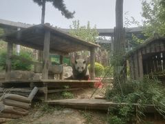 -大连森林动物园