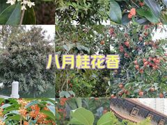 -西安大兴善寺