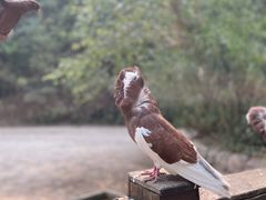 -普洱太阳河森林公园