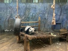 -深圳野生动物园