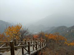 -大岭沟猕猴桃谷风景区