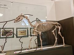 -美国自然历史博物馆