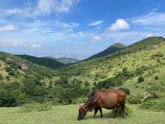 -大姆山草场