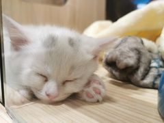 -屋虎猫馆(宝安大仟里店)