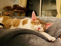-momokira米努特·德文卷毛猫·棉花面纱犬