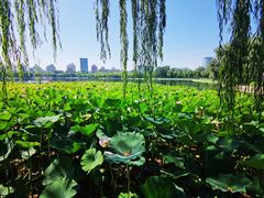 -莲花池公园