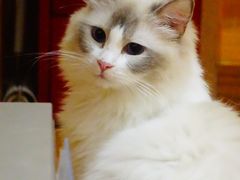 -MOCHA明星猫咖(田子坊店)