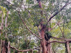 -中国科学院西双版纳热带植物园
