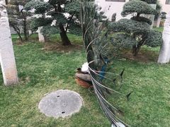 -亮宝楼国宴+文化陕菜