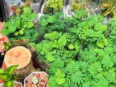 -循礼门鲜花花市(武汉循礼门店)