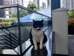 -陆家嘴世纪金融广场