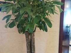 -燕郊烧鸽子(酷车小镇店)