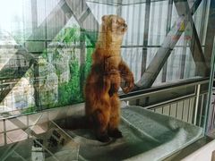 紫水貂-肃宁华斯国际裘皮城
