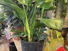 -双季花艺园艺市场(浦东店)