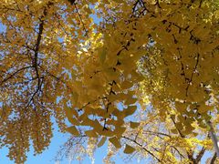 -三里屯东五街银杏大道
