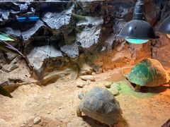 -广州长隆飞鸟乐园