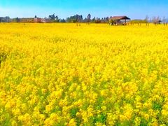 -西京湾花海