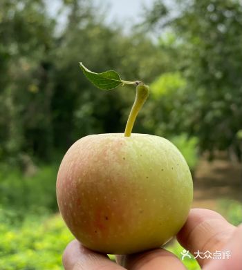 收获的季节，果园里总是令人喜悦的……