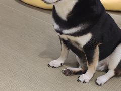 -逗柴咖啡屋·狗咖猫咖宠物桌游