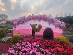 -荷兰花海