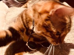 -猫大福·Fortune Cat猫舍(百子湾店)