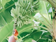 -云溪植物园