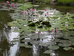 -中国科学院西双版纳热带植物园