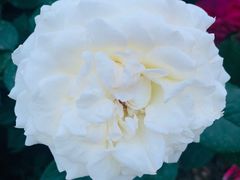 -中央广播电视总台(光华路办公区)