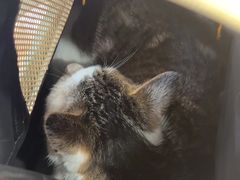 -艾贝尔宠物医院·狂犬免疫点(江山金象城店)