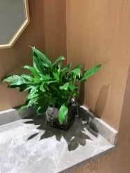 -苑苑vbeauty科技美容SPA