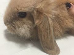 -宠物兔专门店(天丰利市场店)