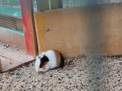 -萌宠亲子动物乐园(槐房万达店)