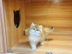 -猫十亿·布偶金渐层·曼基康矮脚猫舍(青年路店)