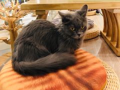 -飞行喵MR PILOT|猫舍·猫咖(静安大融城店)