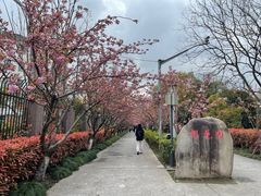 -高东镇樱花园